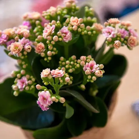 アパート Alfama Sunny & Typical Apartment, By Timecooler