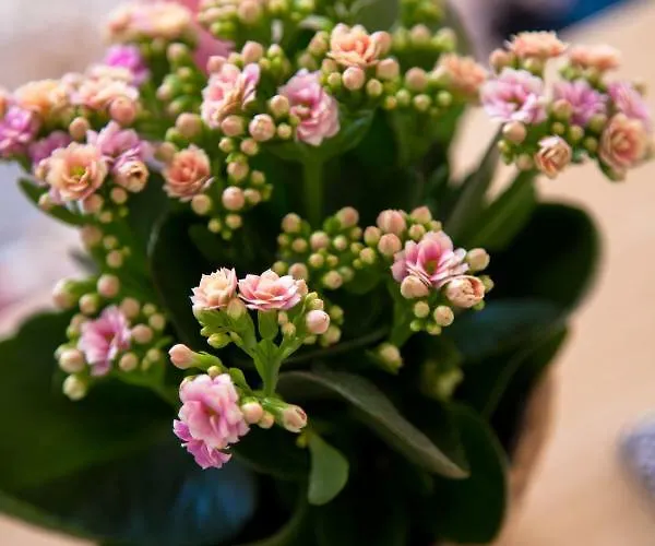 شقة Alfama Sunny & Typical Apartment, By Timecooler