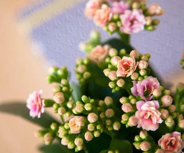 شقة Alfama Sunny & Typical Apartment, By Timecooler