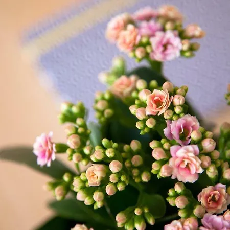 Apartament Alfama Sunny & Typical Apartment, By Timecooler